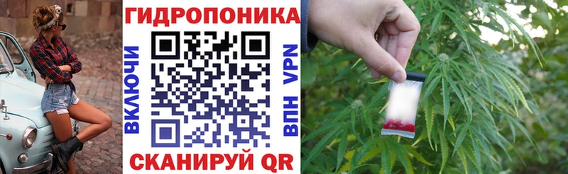 Бошки Шишки планчик Полярные Зори